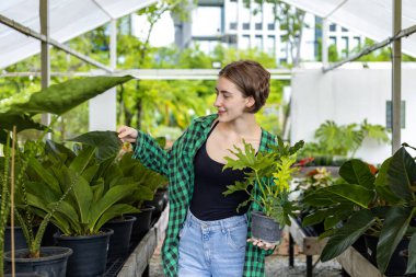 Kafkas bahçıvanı, yağmur ormanları için bahçe süsleme amaçlı egzotik ihale bitkisi olarak seranın içindeki alocasia bitkisini seçiyor.