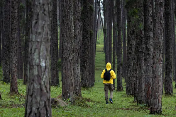 Gezgin Yaz Boyunca Çam Ormanlarıyla Dağlarda Doğa Sevgisi Vahşi Yaşamı — Stok fotoğraf