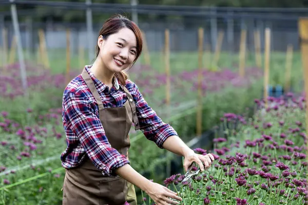 Mujer Asiática Jardinero Está Cortando Las Flores Crisantemo Púrpura Utilizando —  Fotos de Stock