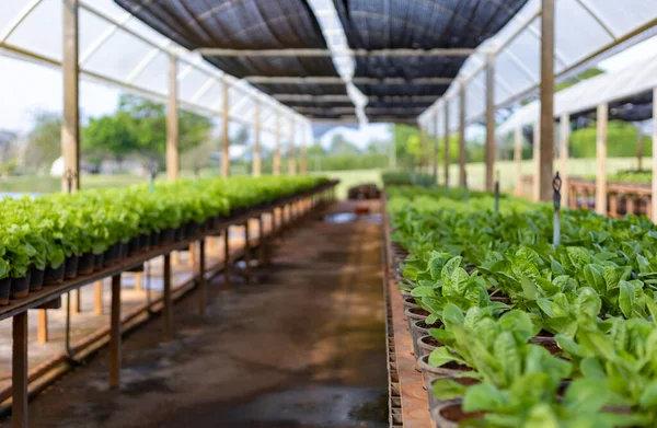 Ung Växt Olika Salladsväxter Ekologisk Odling För Jordbruk Och Vegetarisk — Stockfoto