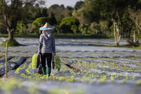 アジアの農家は春の季節と農業のコンセプトの間に有機栽培の植物の成長のためのマルチフィルムに植えるために若い野菜の種子のトレイを運んでいます — ストック写真