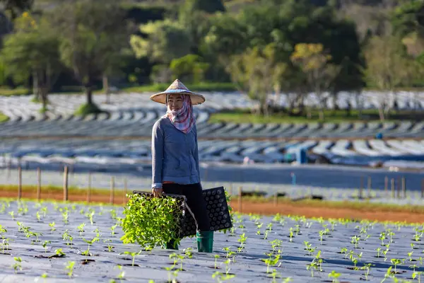 Agricultor Asiático Está Carregando Bandeja Plântulas Legumes Jovens Para Plantar — Fotografia de Stock
