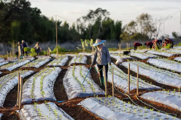 Agricultor Asiático Está Usando Mangueira Para Regar Mudas Legumes Jovens — Fotografia de Stock