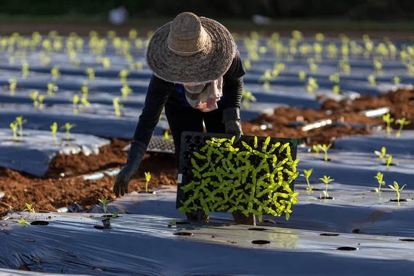 Asian Farmer Carrying Tray Young Vegetable Seedling Plant Mulching Film — Stock Photo, Image