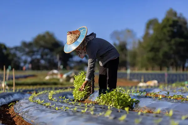 アジアの農家は春の季節と農業のコンセプトの間に有機栽培の植物の成長のためのマルチフィルムに植えるために若い野菜の種子のトレイを運んでいます — ストック写真