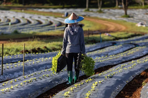 Asiatiska Lantbrukare Bär Bricka Med Unga Grönsaksplantor För Att Plantera — Stockfoto