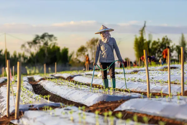 Asian Farmer Using Hose Watering Young Vegetable Seedling Mulching Film — Stock Photo, Image