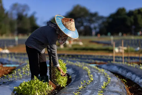 Asian Farmer Carrying Tray Young Vegetable Seedling Plant Mulching Film — Stock Photo, Image