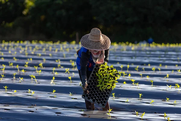 Asiatische Landwirt Trägt Tablett Mit Jungen Gemüsesetzlingen Mulchfolie Für Den — Stockfoto