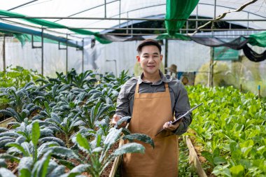 Asyalı yerel çiftçi salata yetiştiriyor ve sera içinde büyüme oranını kontrol ediyor. Aile işi için organik toprak yaklaşımını kullanıyor ve satmak için biraz topluyor.