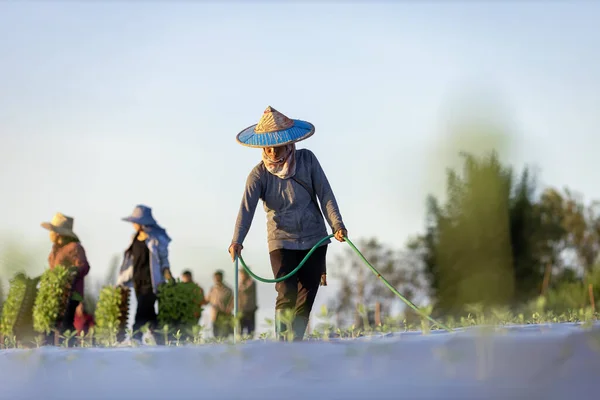 Азиатский Фермер Использует Шланг Полива Молодых Овощных Саженцев Мульчирующей Пленке — стоковое фото