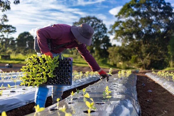 Agricultor Asiático Está Llevando Bandeja Plántulas Verduras Jóvenes Para Plantar — Foto de Stock