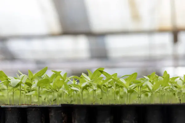 Young Fresh Organics Seedling Sprout Cucumber Vegetable Germinated Potting Tray — Stock Photo, Image