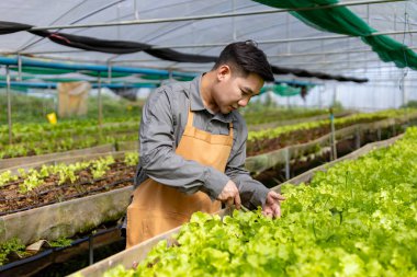 Asyalı yerel çiftçi salata yetiştiriyor ve serada büyüme oranını kontrol ediyor. Aile işi için organik toprak yaklaşımını kullanıyor ve satmak için biraz topluyor.