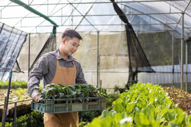 Asya 'da yerel bir çiftçi serada salata yetiştirirken organik toprak yaklaşımını aile işi için kullanır ve biraz da satış için toplar.