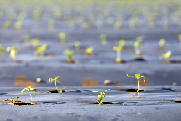 Young Fresh Organics Seedling Sprout Cucumber Vegetable Germinated Field Plastic — Stock Photo, Image