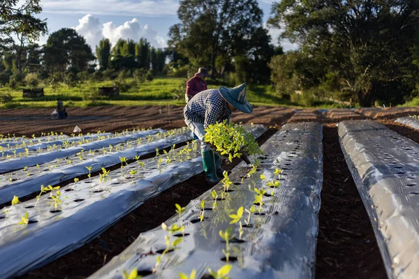 Asyalı Çiftçi Bahar Mevsiminde Tarımda Yetiştirilen Organik Bitkiler Için Filimine — Stok fotoğraf