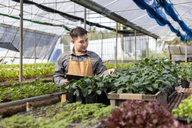 Asyalı çiftçi, serada salata yetiştiriyor. Aile işi için organik toprak yaklaşımını kullanıyor ve biraz da satılık salata topluyor.