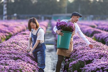 Asyalı çiftçi ve çiçekçilerden oluşan bir ekip çiftlikte çalışırken aynı zamanda mor kasımpatı çiçeğini kesiyor. Çiçekleri kesmek için kesen kesiciler kullanıyor. Ölü başlık, tarım ve hasat mevsimi için iş yapıyorlar.
