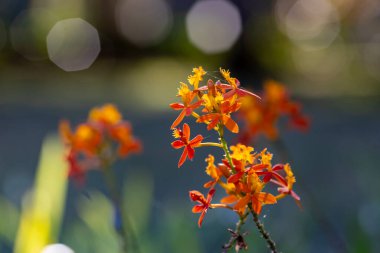 Epidendrum Melez Turuncu Bahçe bitkileri ve çiçek tarlaları için yazın