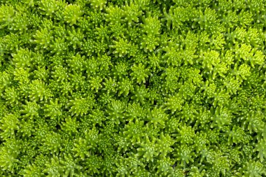 Yeşil limon sedum angelina arka plan ve metin için zemin kapağı kopyalama alanı ile doğal ve minimal tasarım deseni