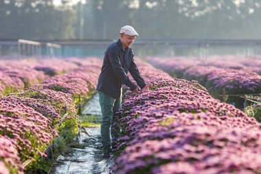 Asyalı çiftçi ve çiçekçi mor kasımpatı çiçeğini kesiyor. Ölü başlık, ekin ve hasat mevsimi için kesme işi için mezhepçiler kullanıyor.