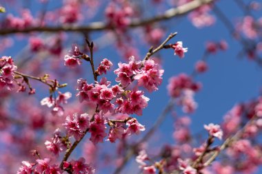 Japon kiraz çiçekleri ya da pembe sakura çiçekleri bahar mevsiminde açan parlak mavi gökyüzü arkaplanıyla