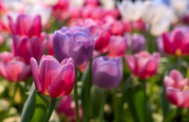 Pembe lale çiçeği. Bahar mevsimi bahçesinde. Tasarım için fotokopi alanı var.