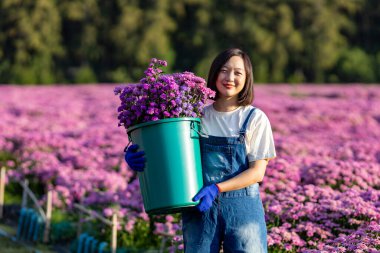 Çiftlikte çalışan Asyalı kadın çiftçi ya da çiçekçi. Mor kasımpatı çiçeğini keserken. Çiçekleri kesmek için secateurs kullanıyor.