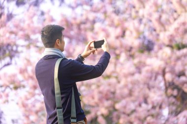 Asyalı adam, bahar Sakura festivali sırasında kiraz ağacının yanında yürürken cep telefonuyla fotoğraf çekiyor.