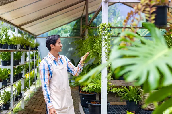 Jardineiro Asiático Está Trabalhando Dentro Estufa Para Floresta Tropical Planta — Fotografia de Stock