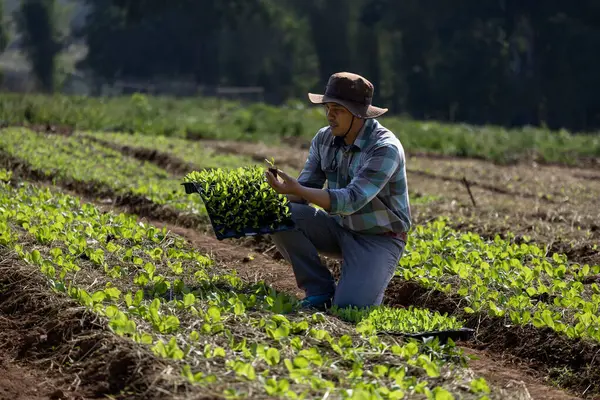 Asian Farmer Carrying Tray Young Vegetable Salad Seedling Plant Mulching — Stock Photo, Image
