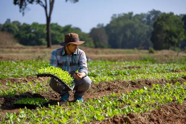 Asian Farmer Carrying Tray Young Vegetable Salad Seedling Plant Soil — Stock Photo, Image