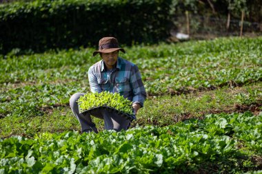 Asyalı çiftçi, bahar mevsiminde bitki yetiştirmek ve tarım için toprağa ekmek üzere taze sebze tohumu tepsisi taşıyor.