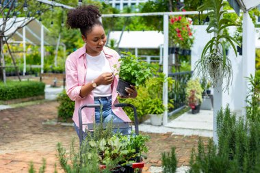 Genç Afrikalı müşteri, hafta sonu bahçecilik ve açık hava avcılığı için içi yaz bitkisiyle dolu alışveriş arabası ile yerel bahçe merkezindeki bitkileri ve sebzeleri seçiyor.