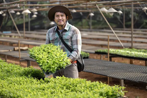 Asian Farmer Carrying Tray Young Vegetable Salad Seedling Plant Soil — Stock Photo, Image