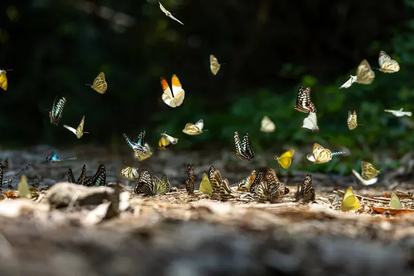 Swarm Adult Male Butterflies Sapping Salt Mineral Which Also Call —  Fotos de Stock