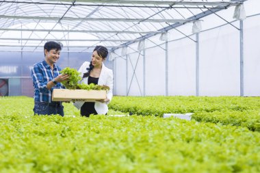 Asyalı çiftçiler serada kendi yeşil meşe salatalarını yetiştiriyor ve yerel organik ürünler için genç iş ortağıyla birlikte satıyor.