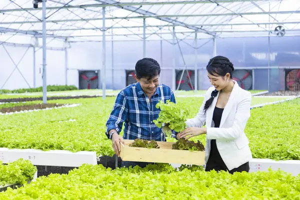 Азиатские Местные Фермеры Выращивают Свой Собственный Салат Зеленого Дуба Теплице Стоковое Изображение