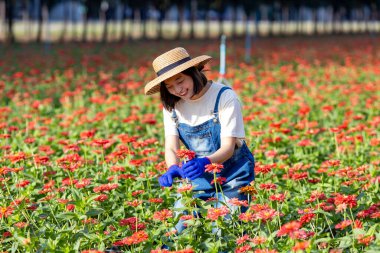 Asyalı çiftçi ve çiçekçi çiftlikte çalışırken tarım endüstrisi konsepti için tarımsal işlerinde kesim yapan kesiciler kullanarak zinnia çiçekleri kesiyor.
