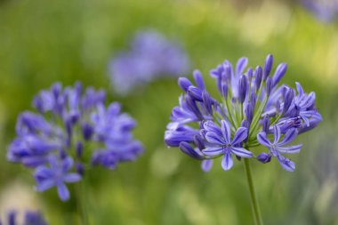 Mavi agapanthus ya da Nil çiçeğinin Afrika zambağı yaz mevsiminde çiçek açıyor.