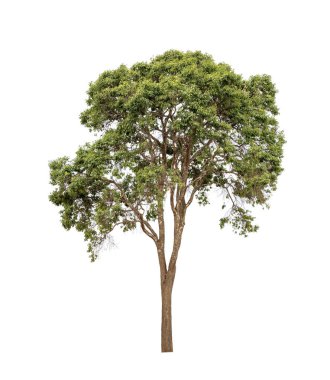 Tasarım kullanımı kavramı için beyaz zemin üzerinde izole edilmiş olgun büyük tropikal ağaç