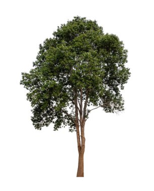 Tasarım kullanımı için beyaz zemin üzerinde izole edilmiş olgun büyük tropikal ağaç