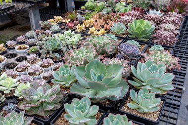 Sınırlı alan kentsel bahçe tasarımı bahçesi için sera bahçesi içinde sağlıklı dekoratif sulu üst görünüm koleksiyonu