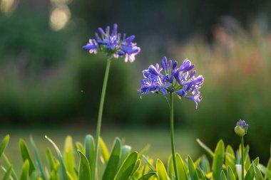 Mavi agapanthus ya da Afrika nilüfer çiçekleri yaz mevsiminde çiçek açıyor süs bahçesi için.