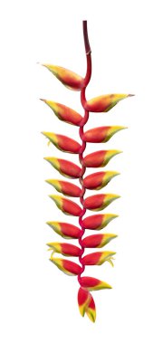 Heliconia rostrata lobster claw flower isolated on white background for tropical plant and design cut out concept clipart