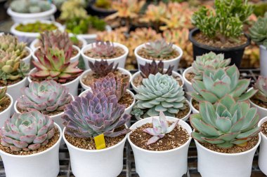 Sınırlı alan kentsel bahçe tasarımı bahçesi için sera bahçesi içinde sağlıklı dekoratif sulu üst görünüm koleksiyonu