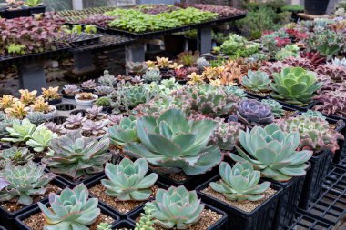 Sınırlı alan kentsel bahçe tasarımı bahçesi için sera bahçesi içinde sağlıklı dekoratif sulu üst görünüm koleksiyonu