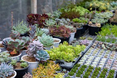 Sınırlı alan kentsel bahçe tasarımı bahçesi için sera bahçesi içinde sağlıklı dekoratif sulu üst görünüm koleksiyonu