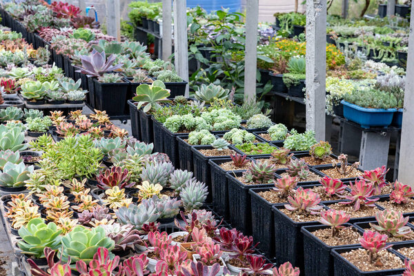 Коллекция здорового декоративного суккулентного вида сверху внутри оранжерейного сада для ограниченного пространства